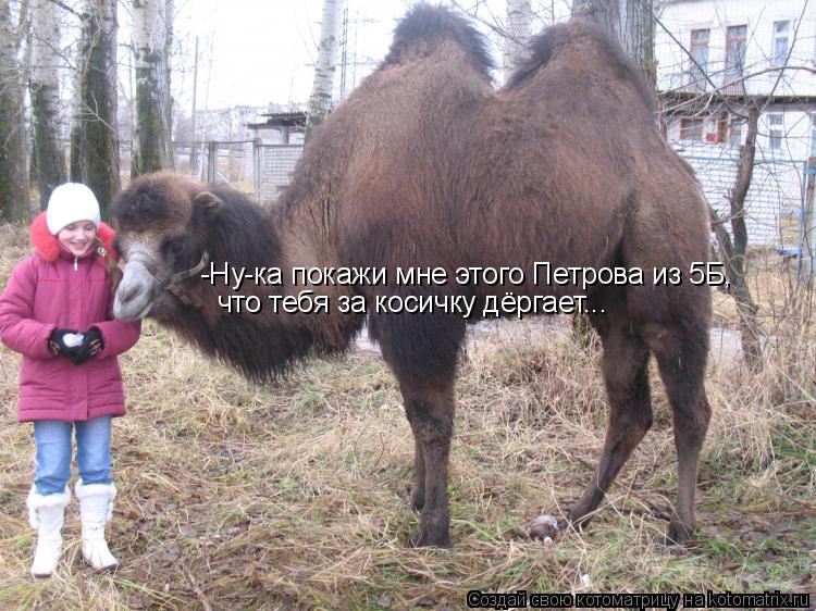 Котоматрица: -Ну-ка покажи мне этого Петрова из 5Б,  что тебя за косичку дёргает...
