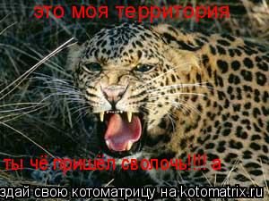 Котоматрица: ты чё пришёл сволочь!!!! а это моя территория