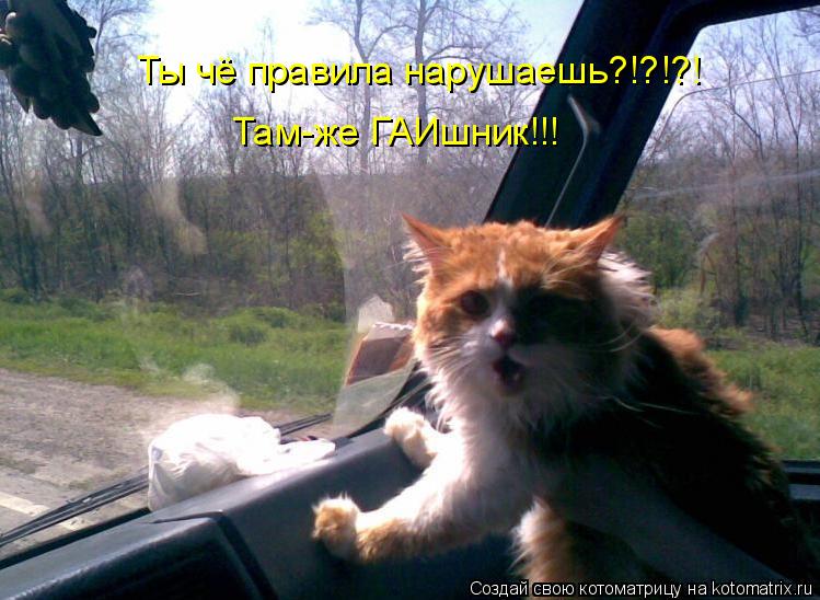 Котоматрица: Ты чё правила нарушаешь?!?!?! Там-же ГАИшник!!!
