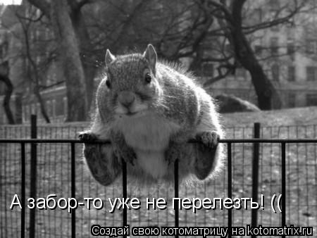 Котоматрица: А забор-то уже не перелезть! ((