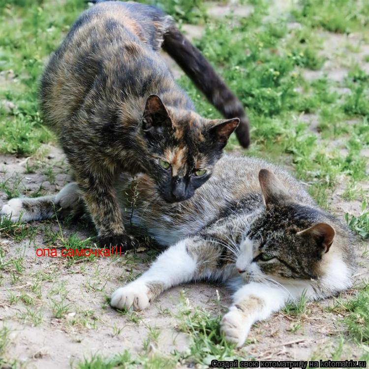 Котоматрица: опа самочка!!!