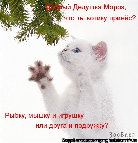 Котоматрица: Добрый Дедушка Мороз, что ты котику принёс? Рыбку, мышку и игрушку или друга и подружку?