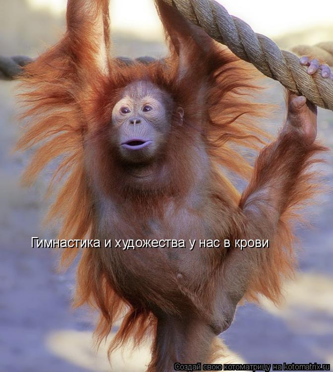 Котоматрица: Гимнастика и художества у нас в крови