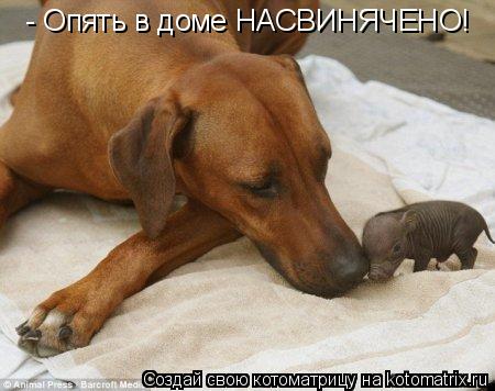 - Опять в доме НАСВИНЯЧЕНО!... Котоматрица: - Опять в доме НАСВИНЯЧЕНО!