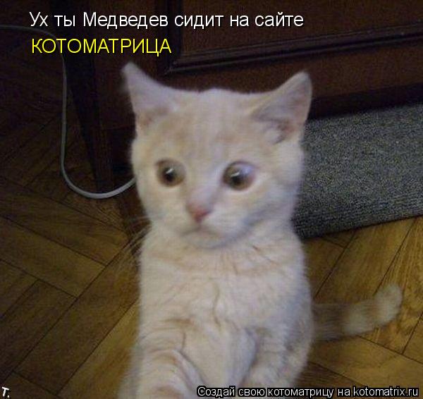 Котоматрица: Ух ты Медведев сидит на сайте  КОТОМАТРИЦА