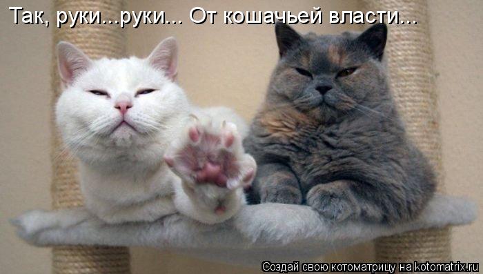 Котоматрица: Так, руки...руки... От кошачьей власти...