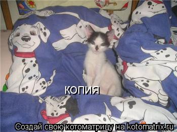 Котоматрица: Как Мы С вами Похожи))) копия