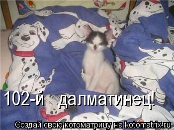 Котоматрица: 102-й   далматинец!