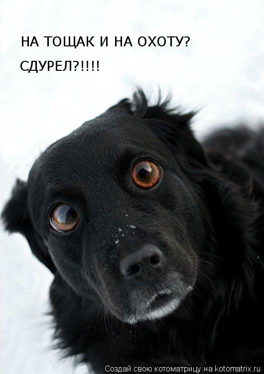 НА ТОЩАК И НА ОХОТУ? СДУРЕЛ?!!!!... Котоматрица: НА ТОЩАК И НА ОХОТУ? СДУРЕЛ?!!!!
