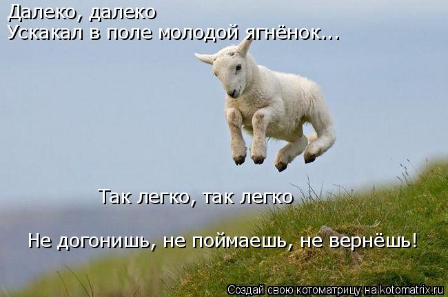 Котоматрица: Далеко, далеко Ускакал в поле молодой ягнёнок... Так легко, так легко Не догонишь, не поймаешь, не вернёшь!