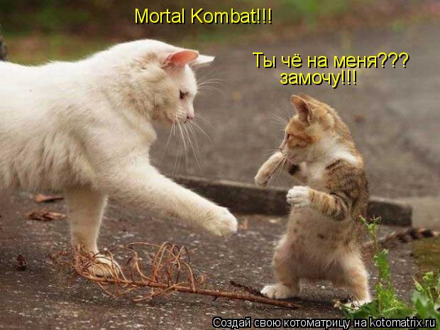 Котоматрица: Mortal Kombat!!! Ты чё на меня??? замочу!!!