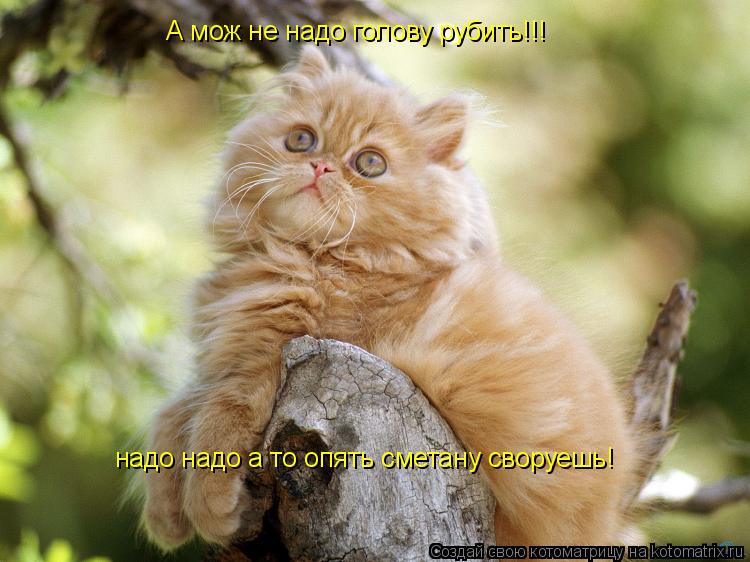 Котоматрица: А мож не надо голову рубить!!! надо надо а то опять сметану своруешь!