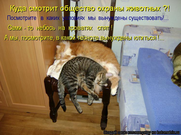 Котоматрица: Куда смотрит общество охраны животных ?! Посмотрите   в  каких  условиях  мы  вынуждены существовать!... Сами - то  небось  на  кроватях   спят ! А 