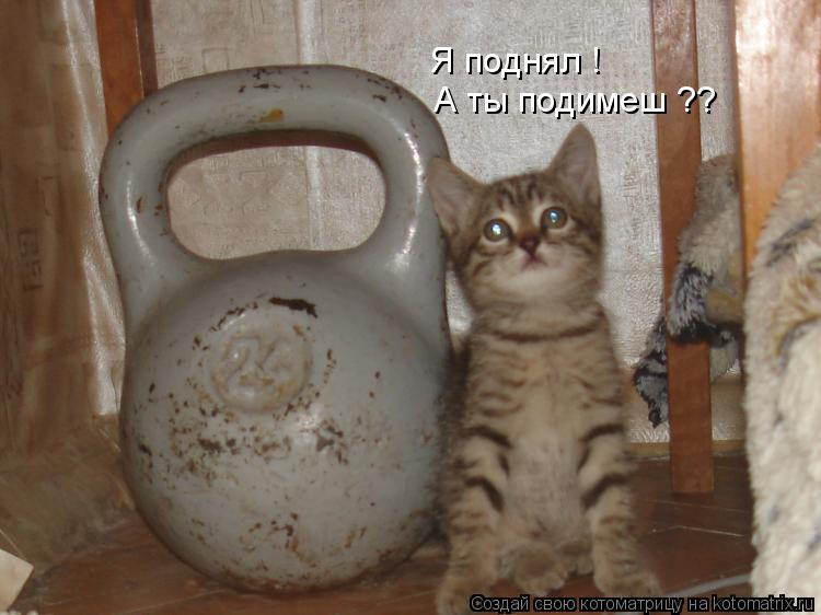 Котоматрица: Я поднял !  А ты подимеш ??