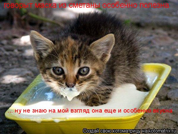 говорыт маска из сметаны особенно полезна ... ну не знаю на мой взгляд она еще и особенно вкусна... Котоматрица: говорыт маска из сметаны особенно полезна ... ну не знаю на мой взгляд она еще и особенно вкусна
