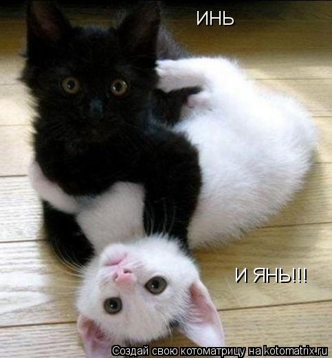 ИНЬ И ЯНЬ!!!... Котоматрица: ИНЬ И ЯНЬ!!!