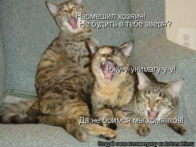 Ржу-у-унимагу-у-у! Насмешил хозяин! Не будить в тебе зверя? Да не боимся мы хомячков!... Котоматрица: Ржу-у-унимагу-у-у! Насмешил хозяин! Не будить в тебе зверя? Да не боимся мы хомячков!