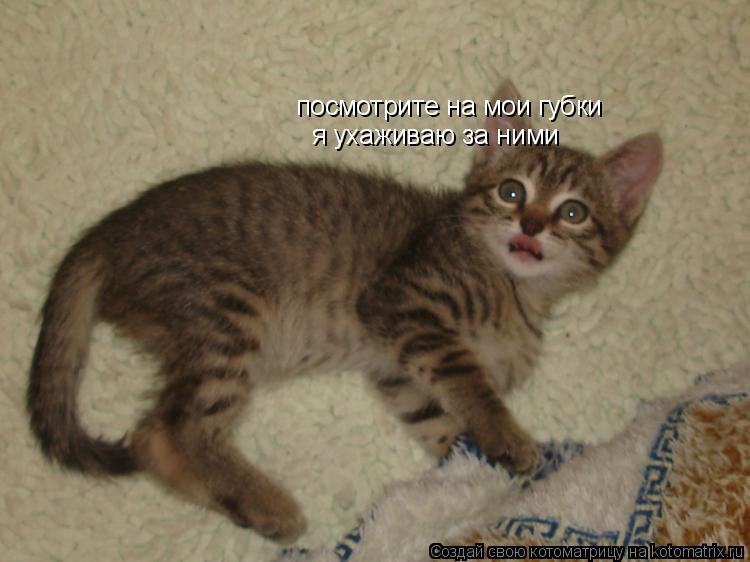 посмотрите на мои губки я ухаживаю за ними... Котоматрица: посмотрите на мои губки я ухаживаю за ними