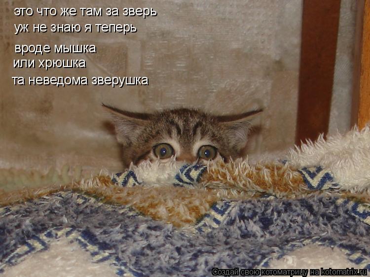 это что же там за зверь уж не знаю я теперь вроде мышка или хрюшка та неведома зверушка... Котоматрица: это что же там за зверь уж не знаю я теперь вроде мышка или хрюшка та неведома зверушка