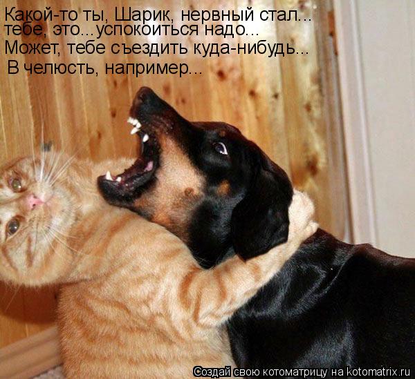 Какой-то ты, Шарик, нервный стал... тебе, это...успокоиться надо... Может, тебе съездить куда-нибудь.... Котоматрица: Какой-то ты, Шарик, нервный стал... тебе, это...успокоиться надо... Может, тебе съездить куда-нибудь... В челюсть, например...