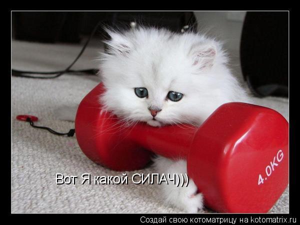 Вот Я какой СИЛАЧ)))... Котоматрица: Вот Я какой СИЛАЧ)))