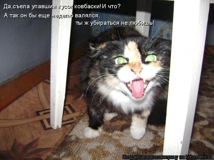 Да,съела упавший кусок ковбаски!И что? А так он бы еще неделю валялся, ты ж убираться не любишь!... Котоматрица: Да,съела упавший кусок ковбаски!И что? А так он бы еще неделю валялся, ты ж убираться не любишь!