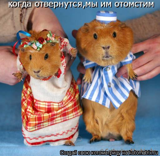 Котоматрица: когда отвернутся,мы им отомстим когда отвернутся,мы им отомстим