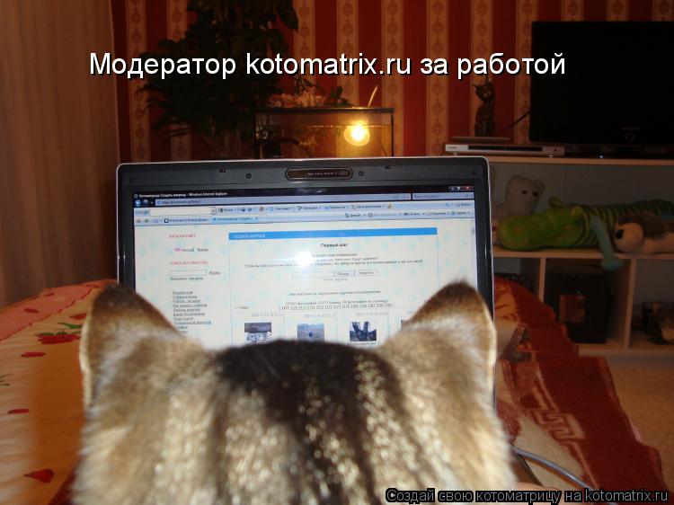 Котоматрица: Модератор kotomatrix.ru за работой