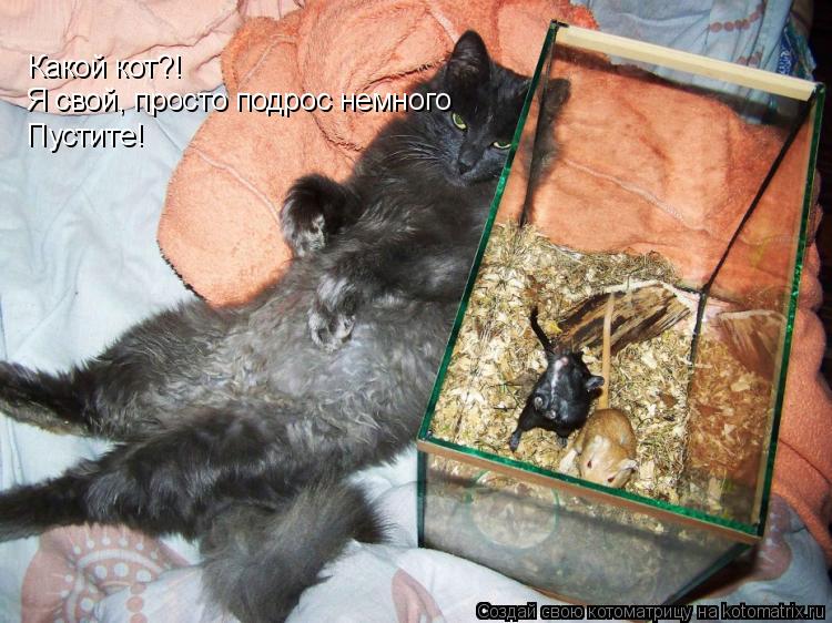 Котоматрица: Я свой, просто подрос немного Пустите! Какой кот?!