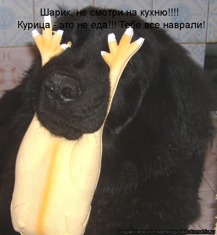 Котоматрица: Шарик, не смотри на кухню!!!!  Курица - это не еда!!! Тебе все наврали!