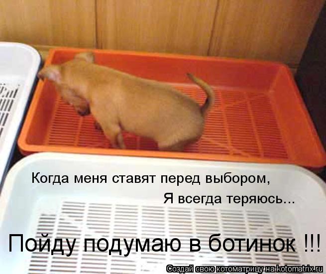 Когда меня ставят перед выбором, Я всегда теряюсь... Пойду подумаю в ботинок !!!... Котоматрица: Когда меня ставят перед выбором, Я всегда теряюсь... Пойду подумаю в ботинок !!!