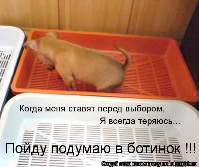 Котоматрица: Когда меня ставят перед выбором, Я всегда теряюсь... Пойду подумаю в ботинок !!!