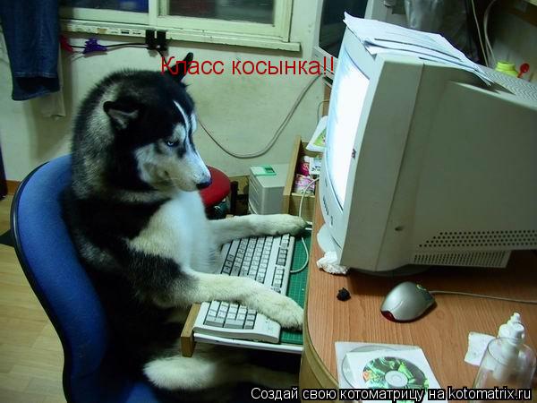 Котоматрица: Класс косынка!!