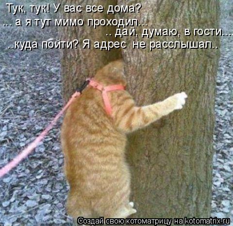 Котоматрица: Тук, тук! У вас все дома? ... а я тут мимо проходил...  .. дай, думаю, в гости....  ..куда пойти? Я адрес  не расслышал..