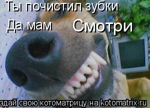 Котоматрица: Ты почистил зубки Да мам Смотри