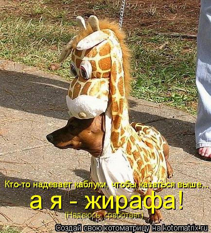 Котоматрица: Кто-то надевает каблуки, чтобы казаться выше... а я - жирафа! (Надеюсь, сработает)