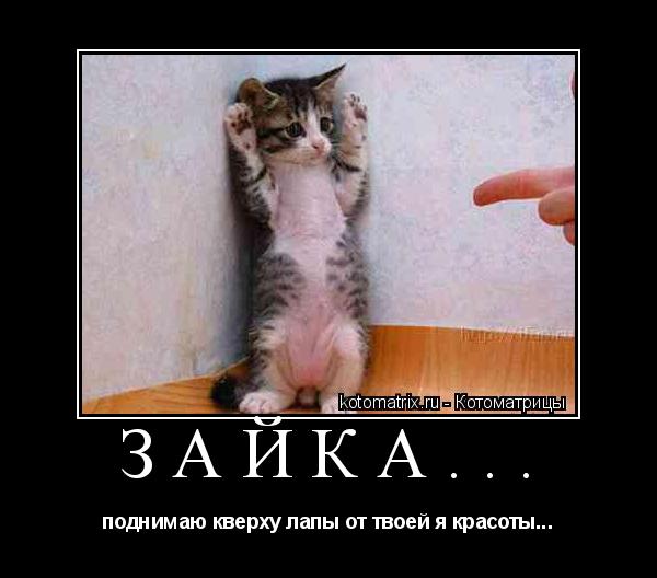 Зайка... поднимаю кверху лапы от твоей я красоты...... Котоматрица: Зайка... поднимаю кверху лапы от твоей я красоты...