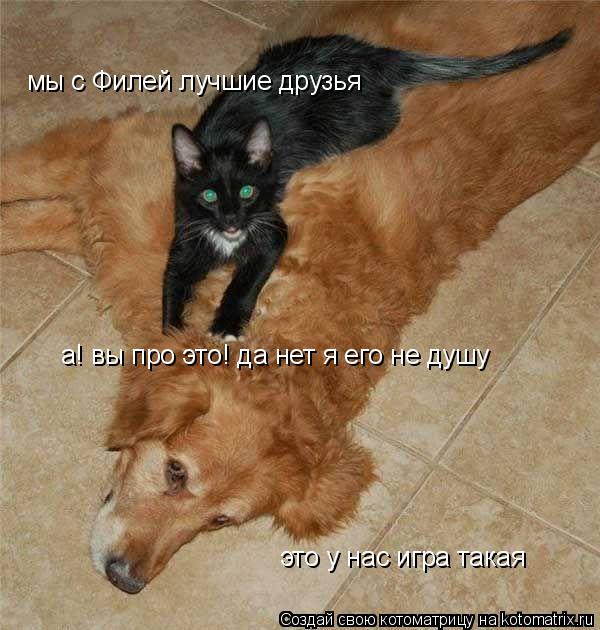 Котоматрица: мы с Филей лучшие друзья а! вы про это! да нет я его не душу это у нас игра такая