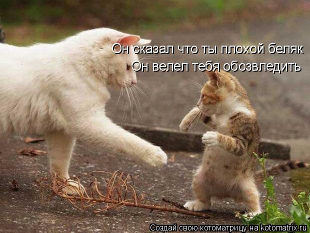 Котоматрица: Он сказал что ты плохой беляк Он велел тебя обозвледить