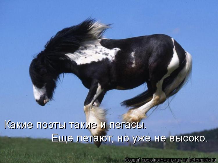 Какие поэты такие и пегасы. Еще летают, но уже не высоко.... Котоматрица: Какие поэты такие и пегасы. Еще летают, но уже не высоко.