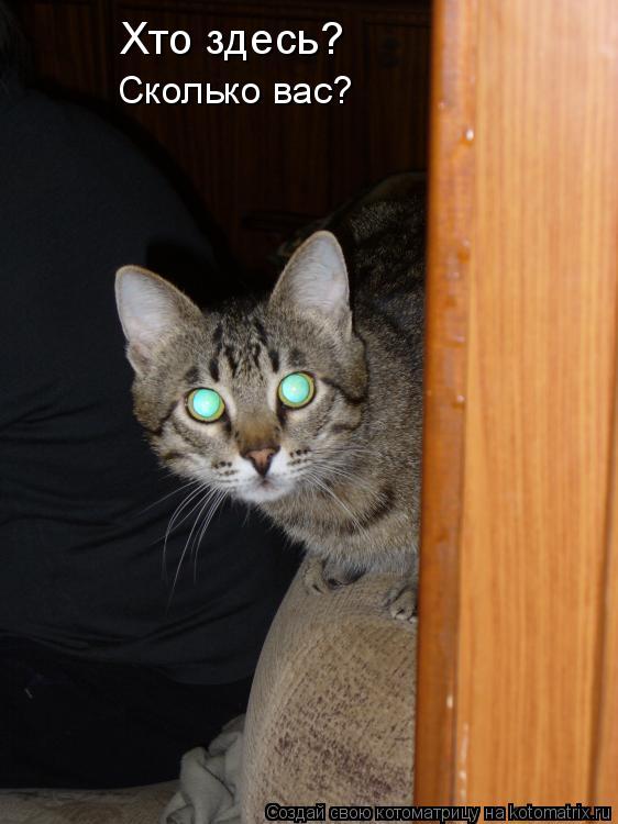 Котоматрица: Хто здесь? Сколько вас?
