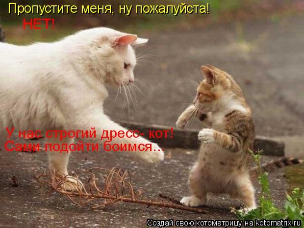 Котоматрица: Пропустите меня, ну пожалуйста! НЕТ! У нас строгий дресс- кот! Сами подойти боимся...