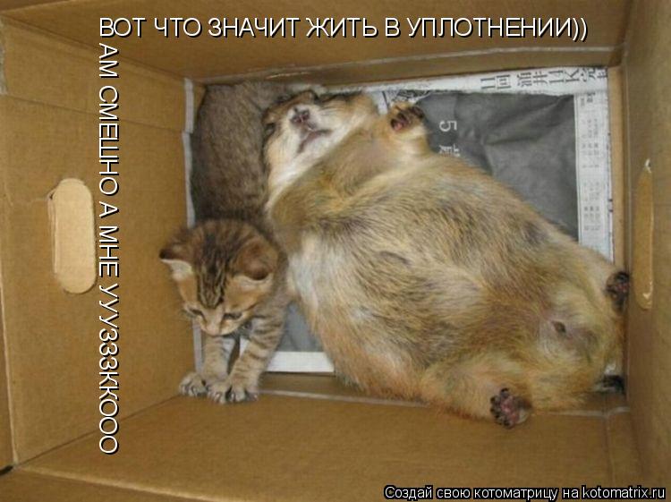 Котоматрица: ВОТ ЧТО ЗНАЧИТ ЖИТЬ В УПЛОТНЕНИИ)) АМ СМЕШНО А МНЕ УУУЗЗЗККООО