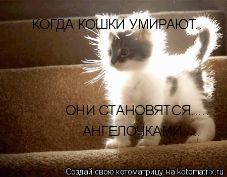 Котоматрица: КОГДА КОШКИ УМИРАЮТ.. ОНИ СТАНОВЯТСЯ..... АНГЕЛОЧКАМИ.....