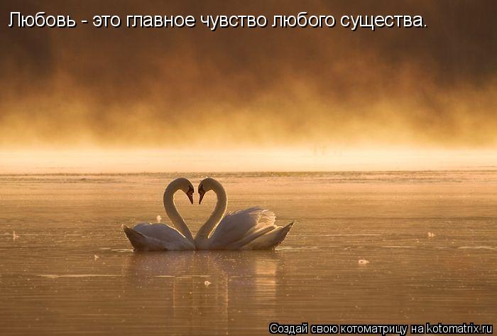 Котоматрица: Любовь - это главное чувство любого существа.