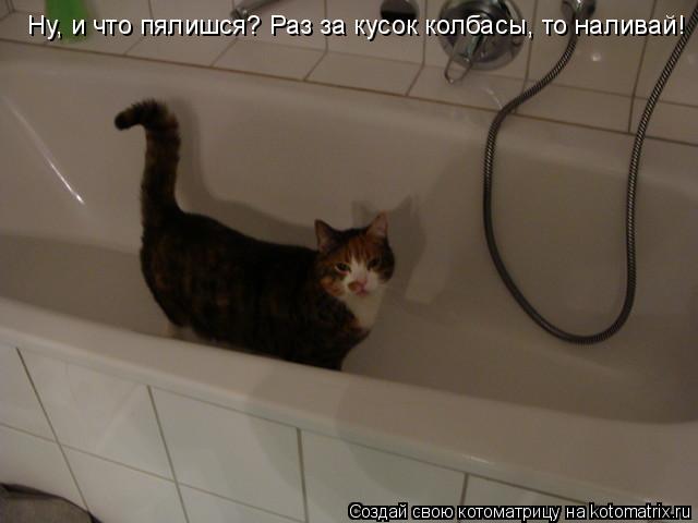 Котоматрица: Ну, и что пялишся? Раз за кусок колбасы, то наливай!