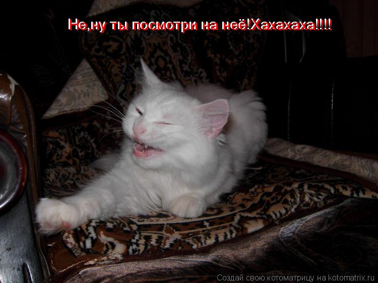Котоматрица: Не,ну ты посмотри на неё!Хахахаха!!!! Не,ну ты посмотри на неё!Хахахаха!!!!