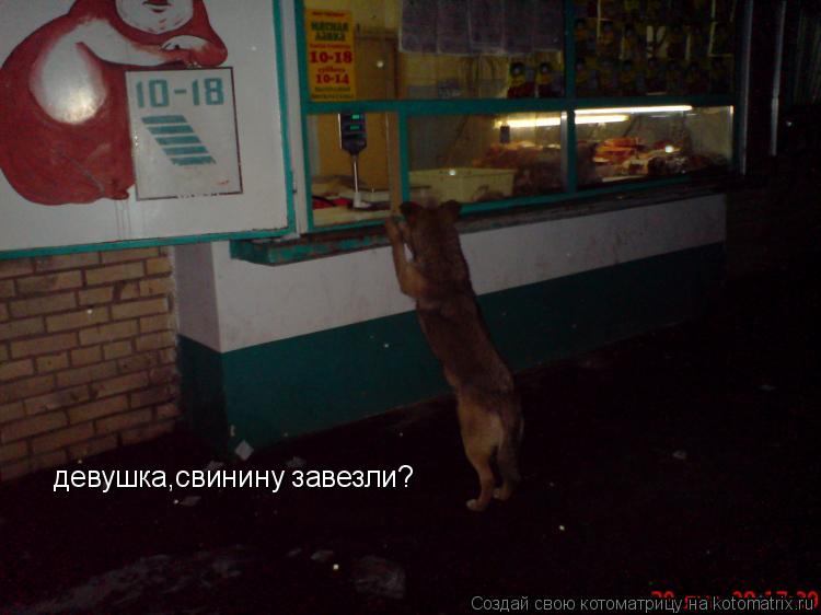 Котоматрица: девушка,свинину завезли?