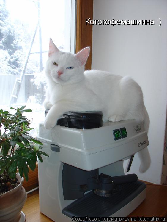 Котоматрица: Котокофемашинна :)