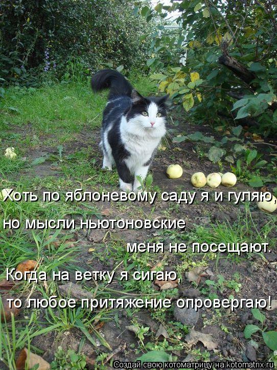 Котоматрица: Хоть по яблоневому саду я и гуляю, но мысли ньютоновские  меня не посещают. Когда на ветку я сигаю, то любое притяжение опровергаю!
